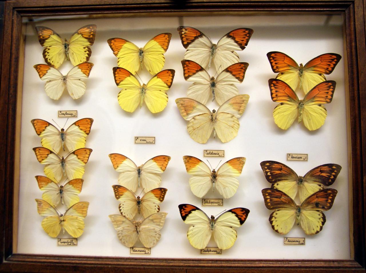 Musée du papillons 7 nov 2013 (60)