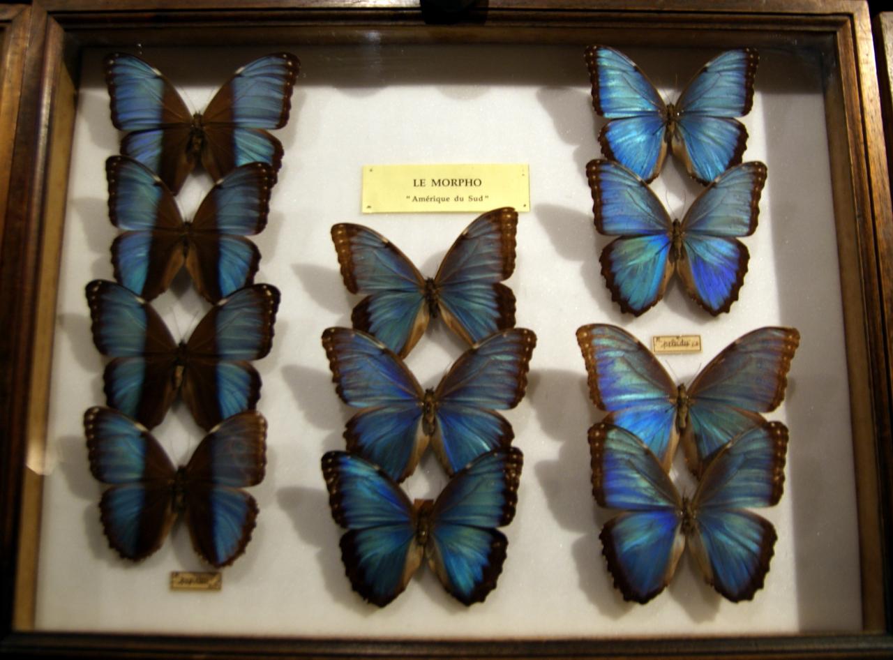 Musée du papillons 7 nov 2013 (61)