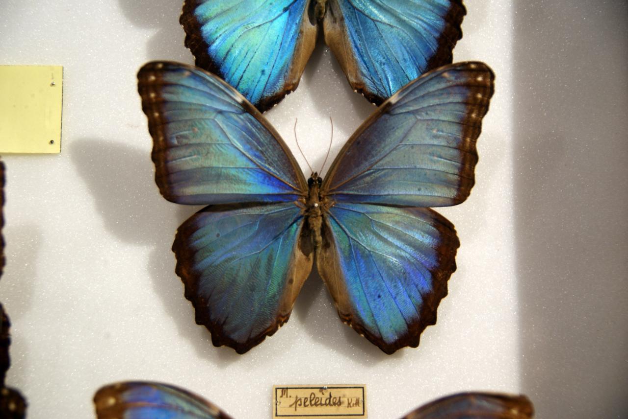 Musée du papillons 7 nov 2013 (62)