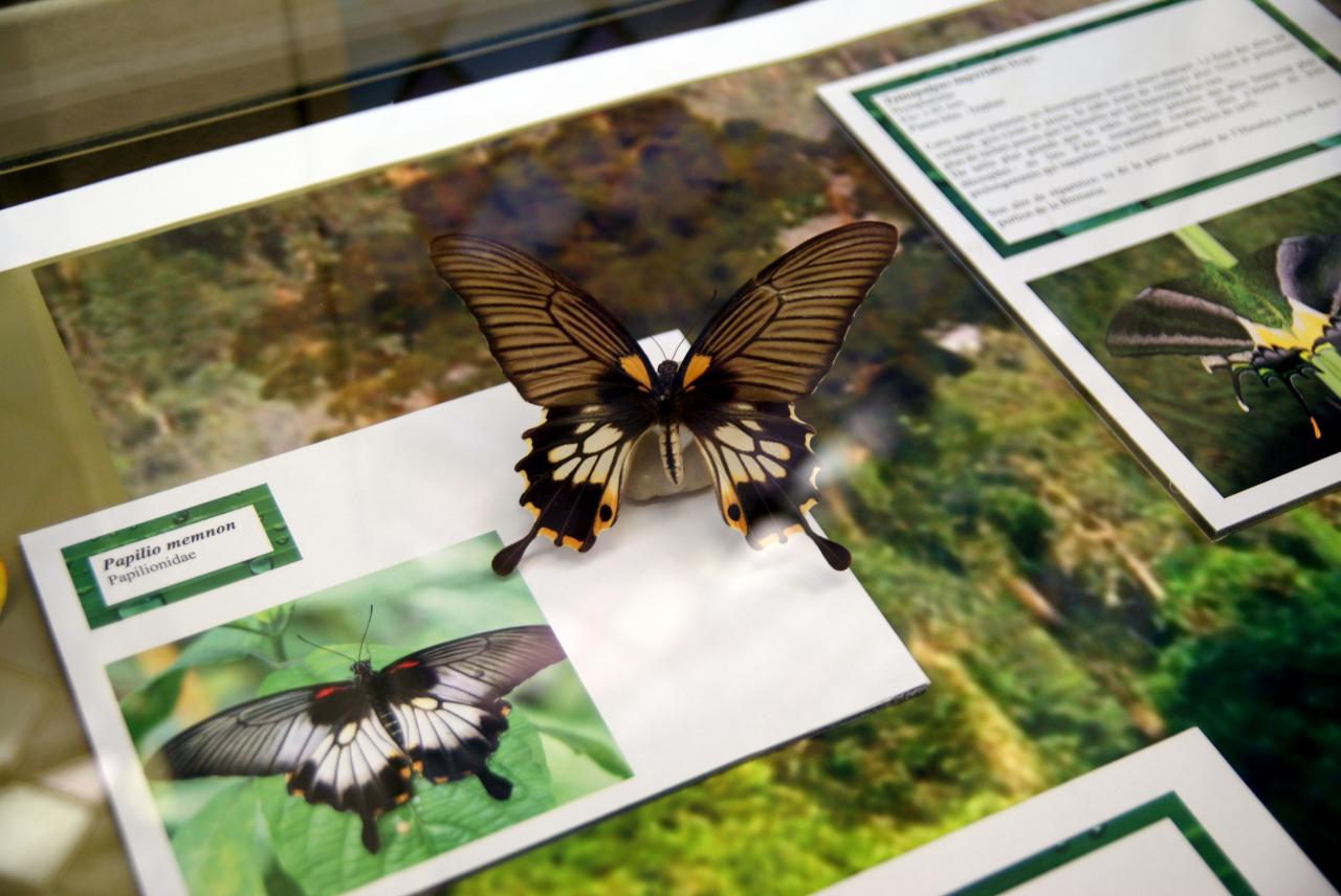 Musée du papillons 7 nov 2013 (63)