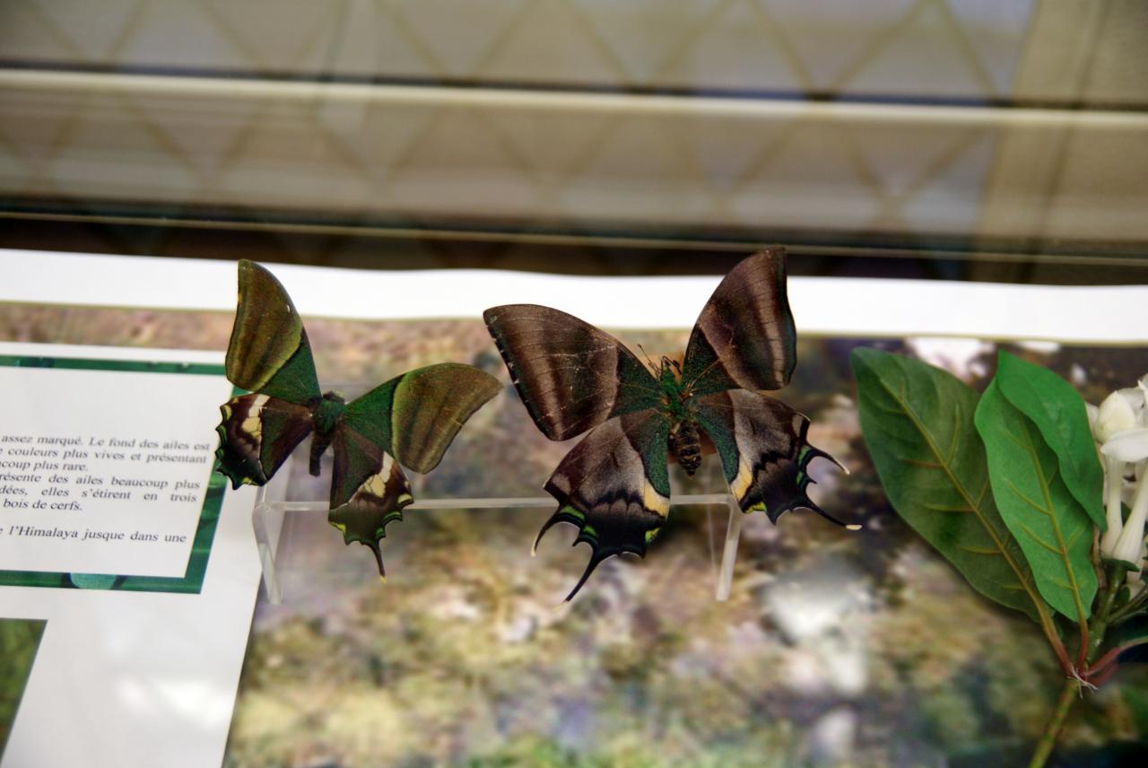 Musée du papillons 7 nov 2013 (64)