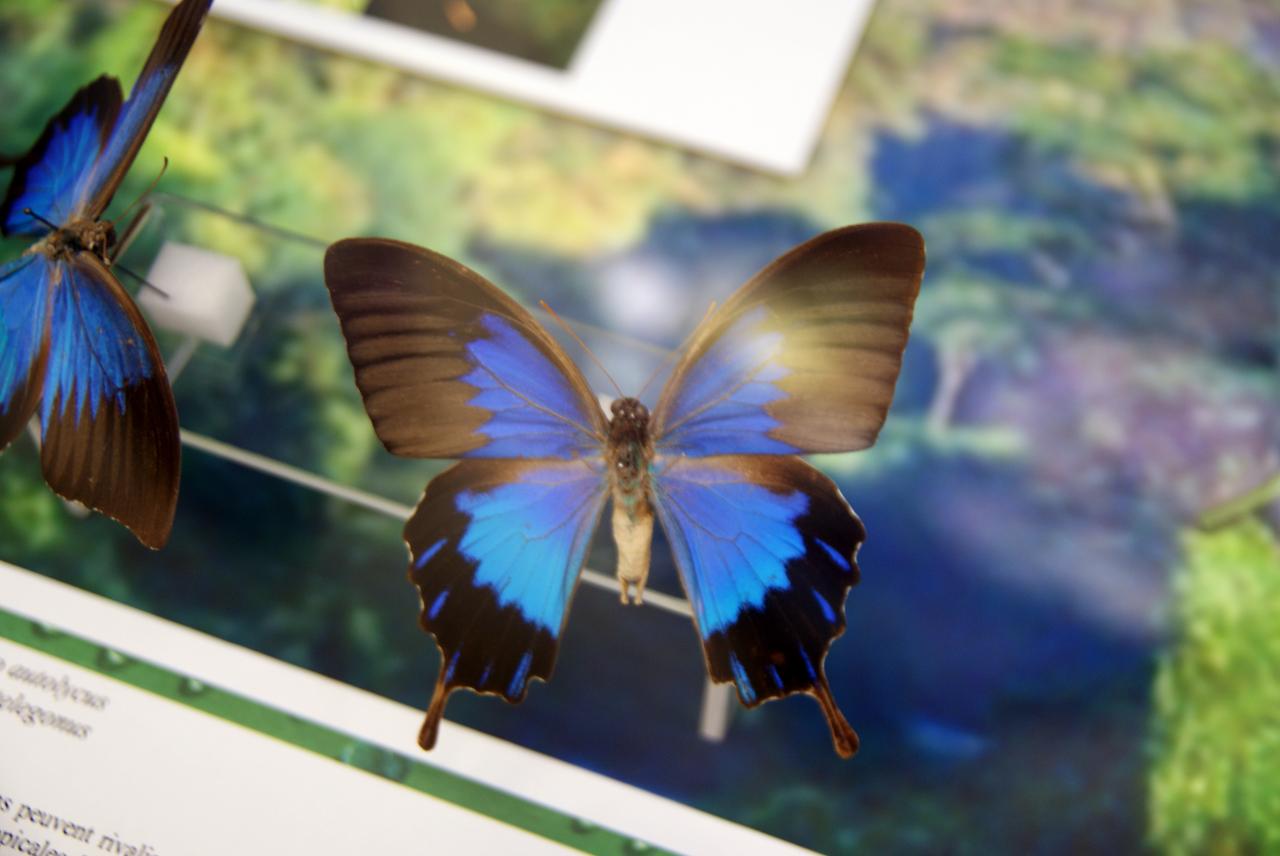 Musée du papillons 7 nov 2013 (65)