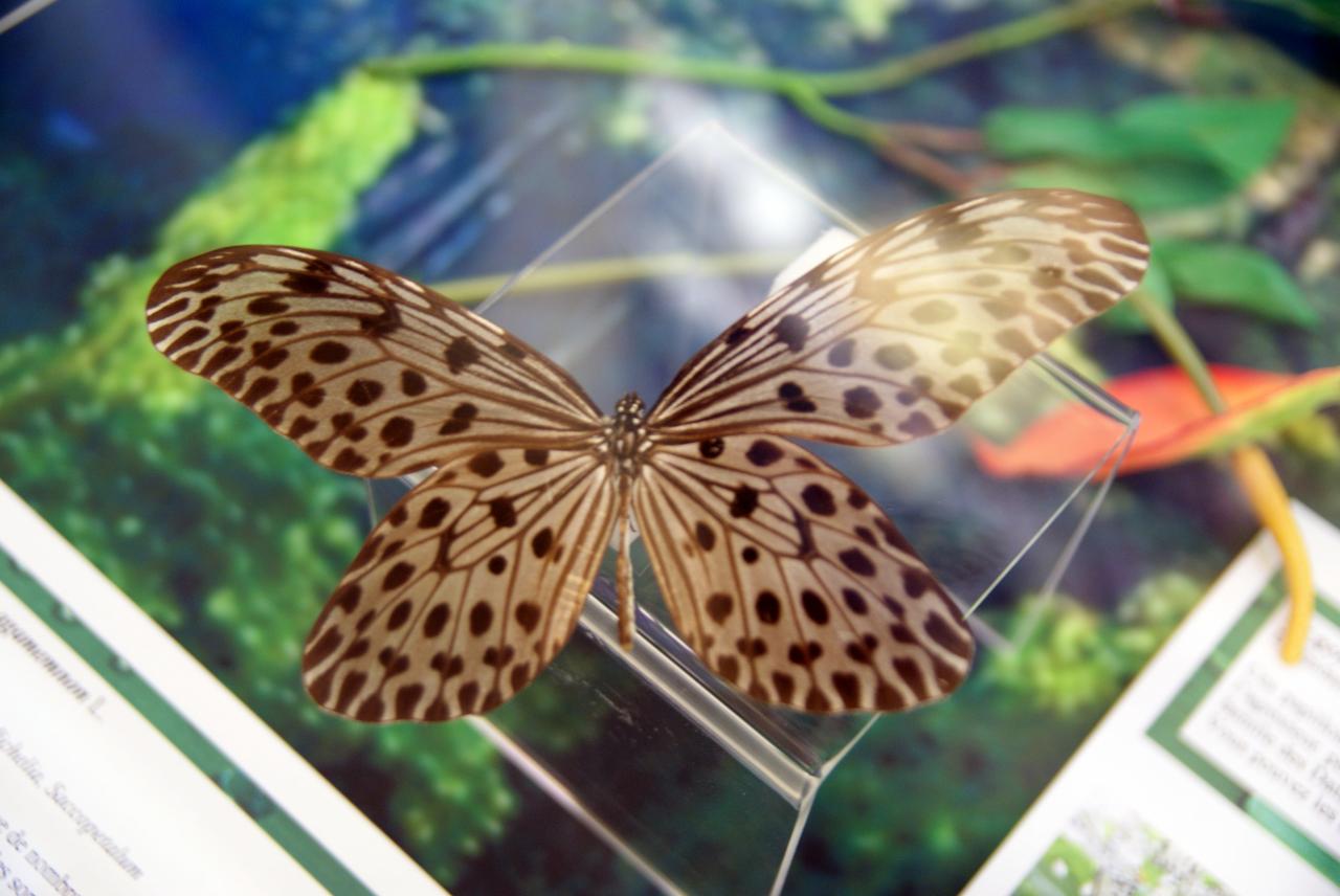 Musée du papillons 7 nov 2013 (66)