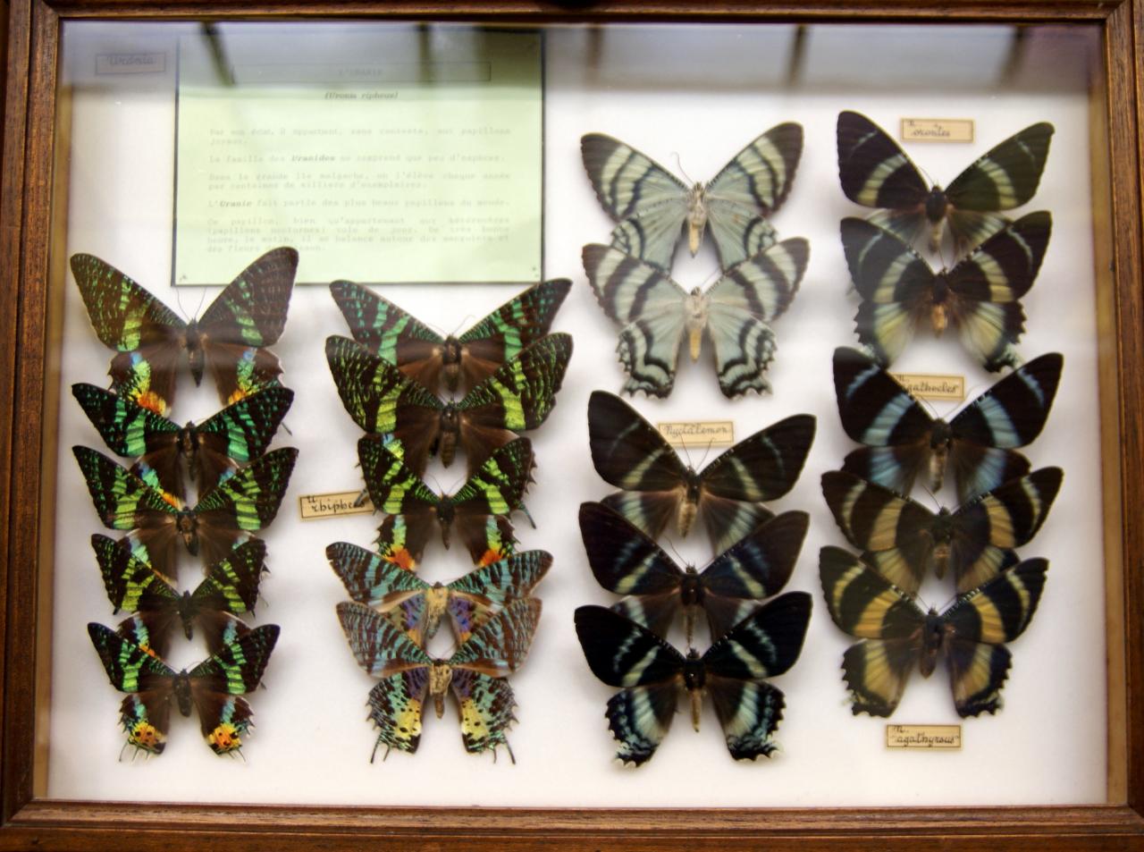 Musée du papillons 7 nov 2013 (67)