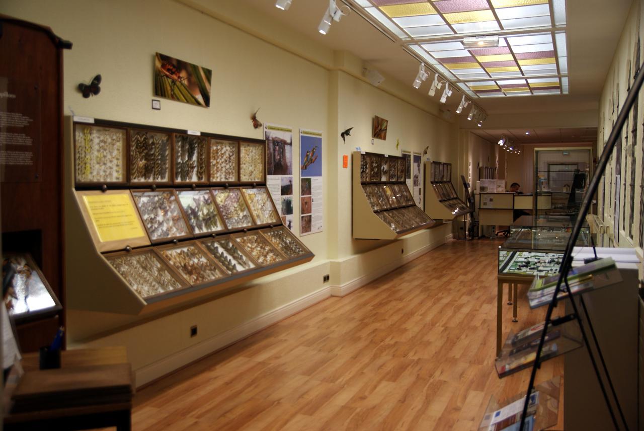 Musée du papillons 7 nov 2013 (68)