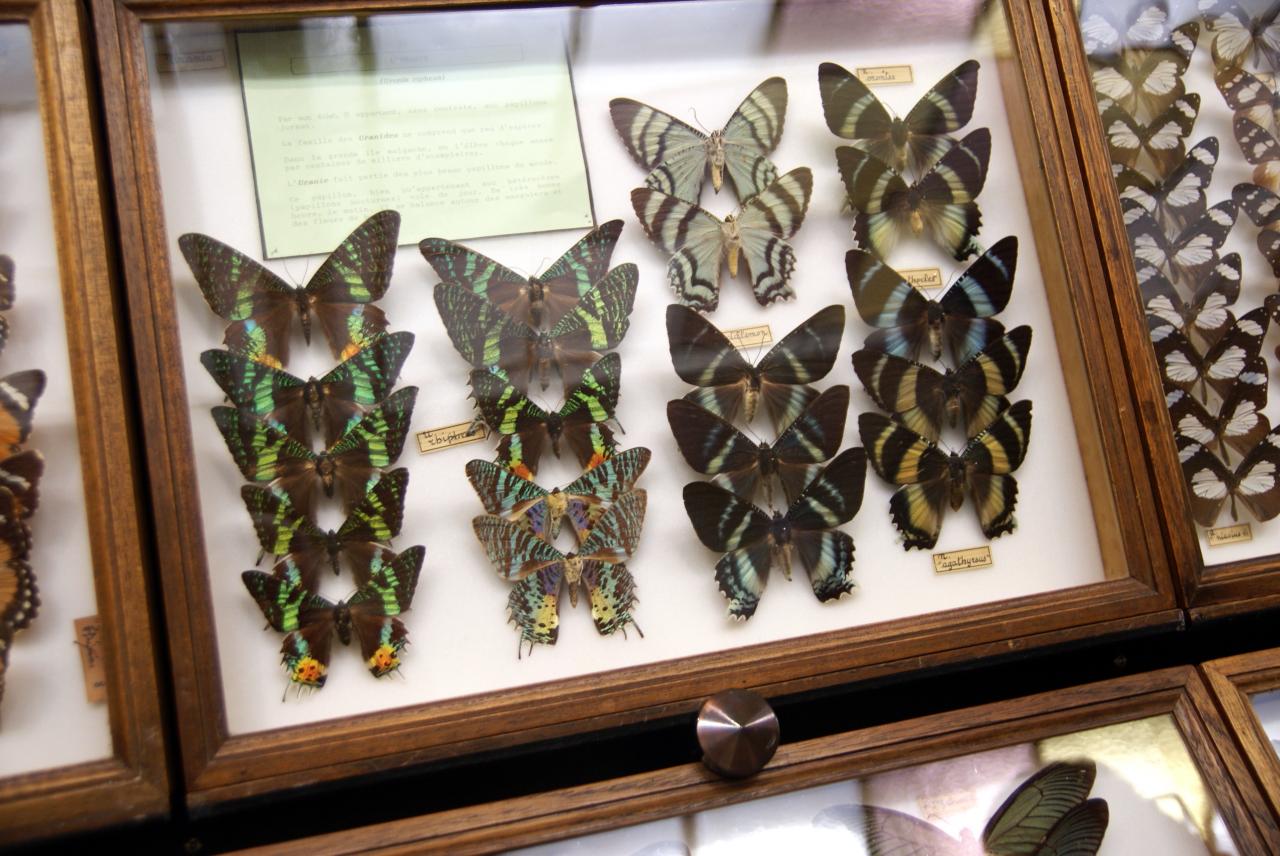 Musée du papillons 7 nov 2013 (7)