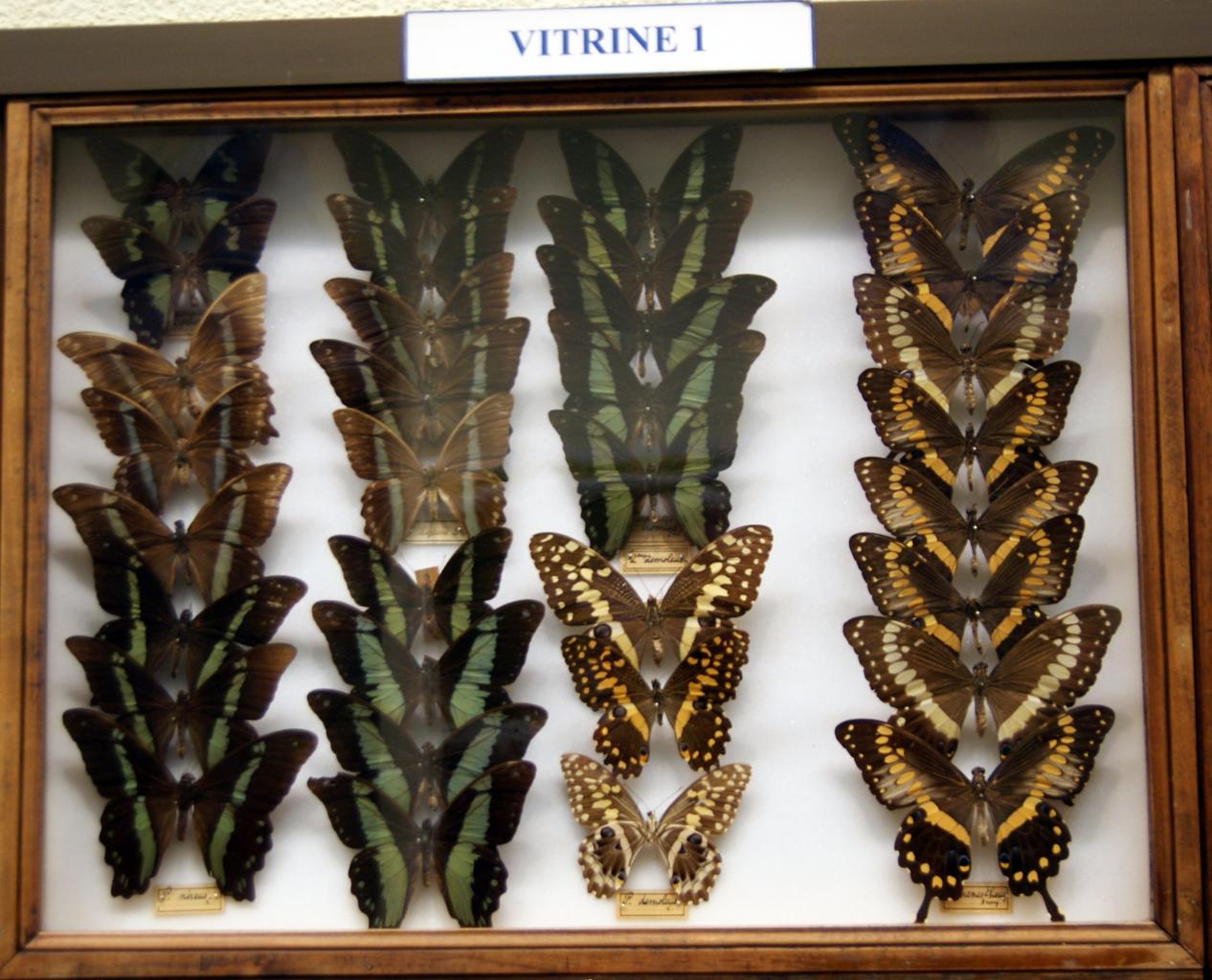 Musée du papillons 7 nov 2013 (8)