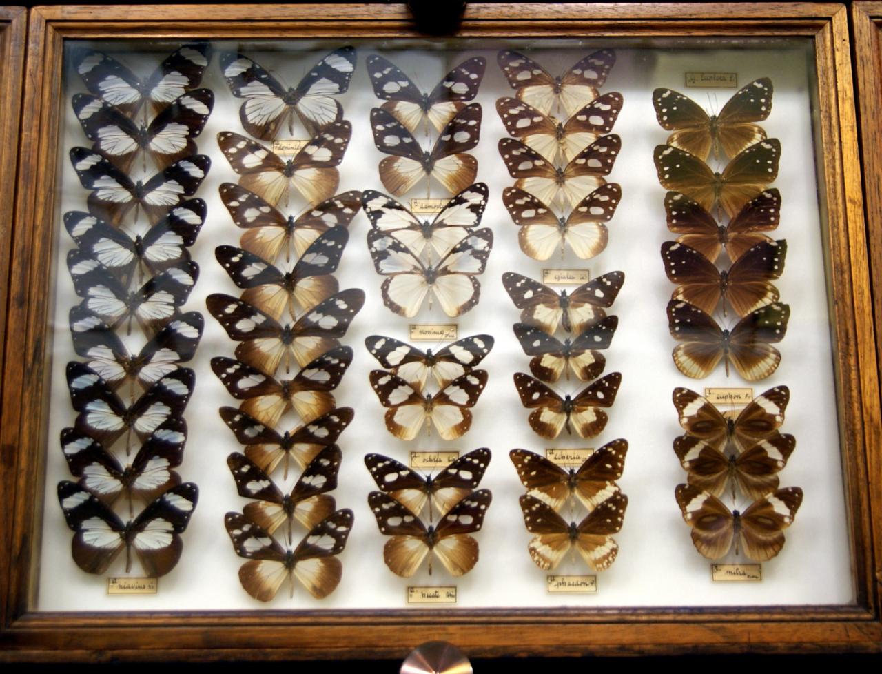 Musée du papillons 7 nov 2013 (9)