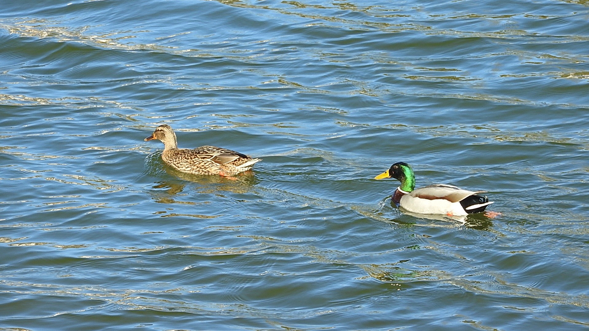 Parc a l oiseau 2021 10 