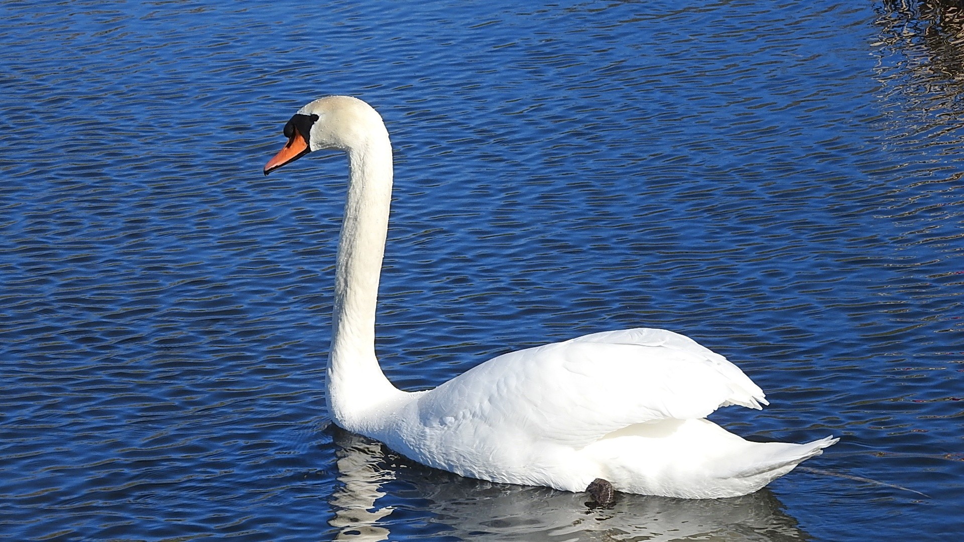 Parc a l oiseau 2021 19 
