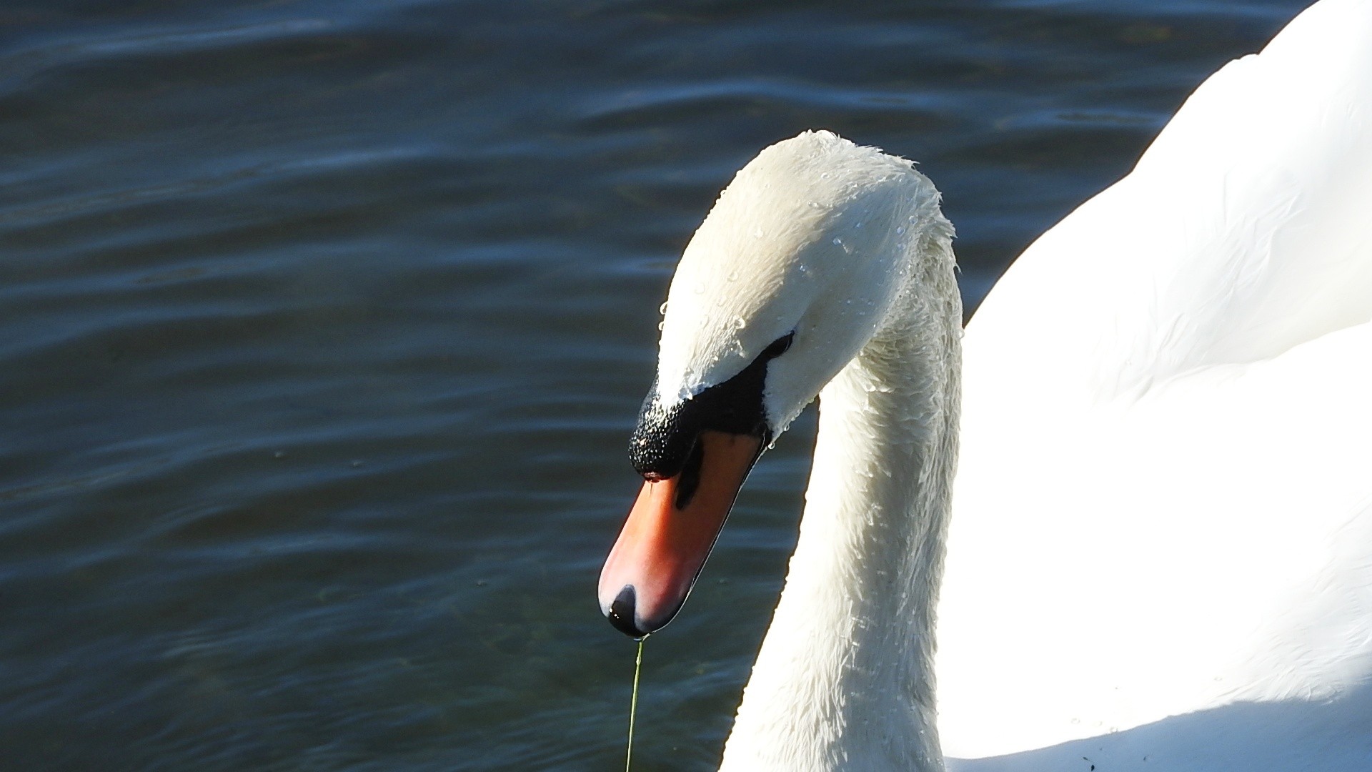 Parc a l oiseau 2021 25 