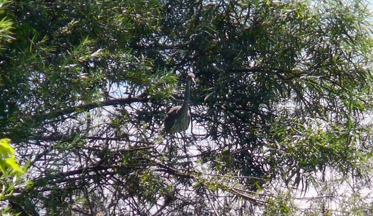 Randonnée canoë sur l'Aisne 28062015  (28)