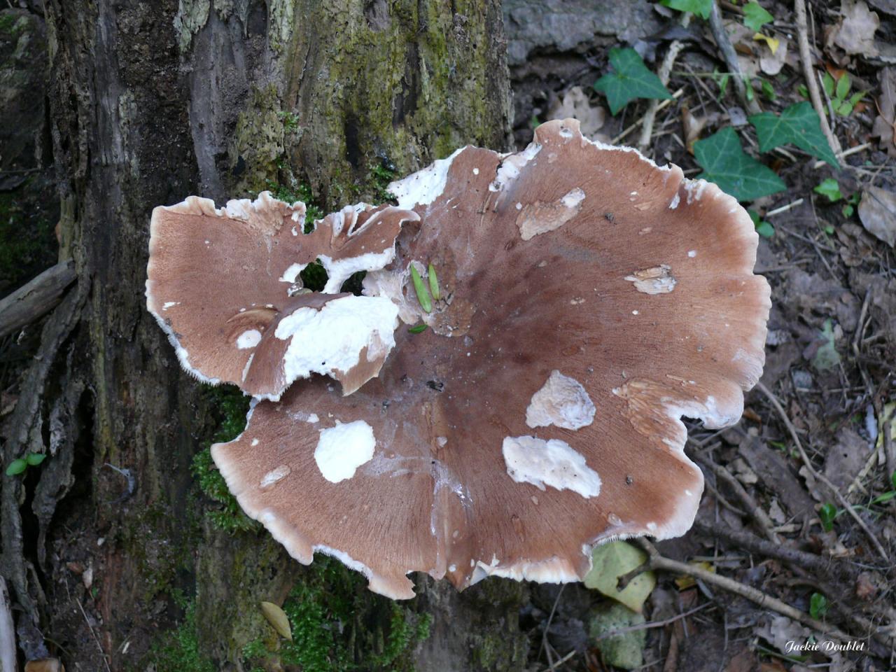 Randonnée intercommunale St Mard (41)