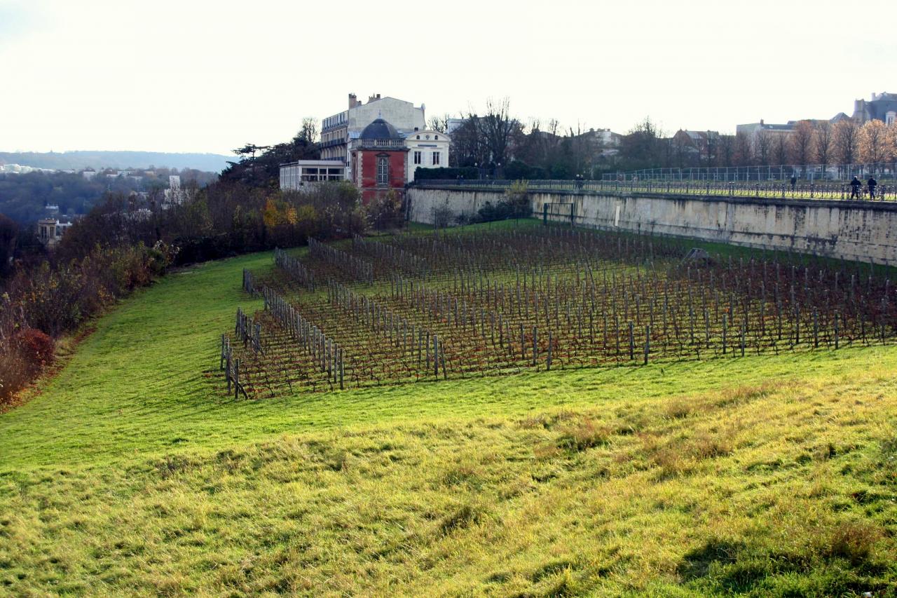 Saint-Germain-en-Laye, la vigne