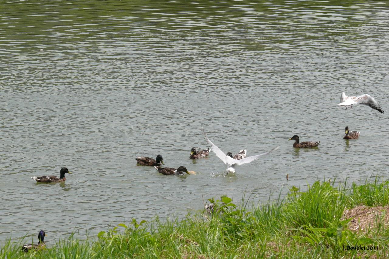 Soissons 13 juil 2013 (12)