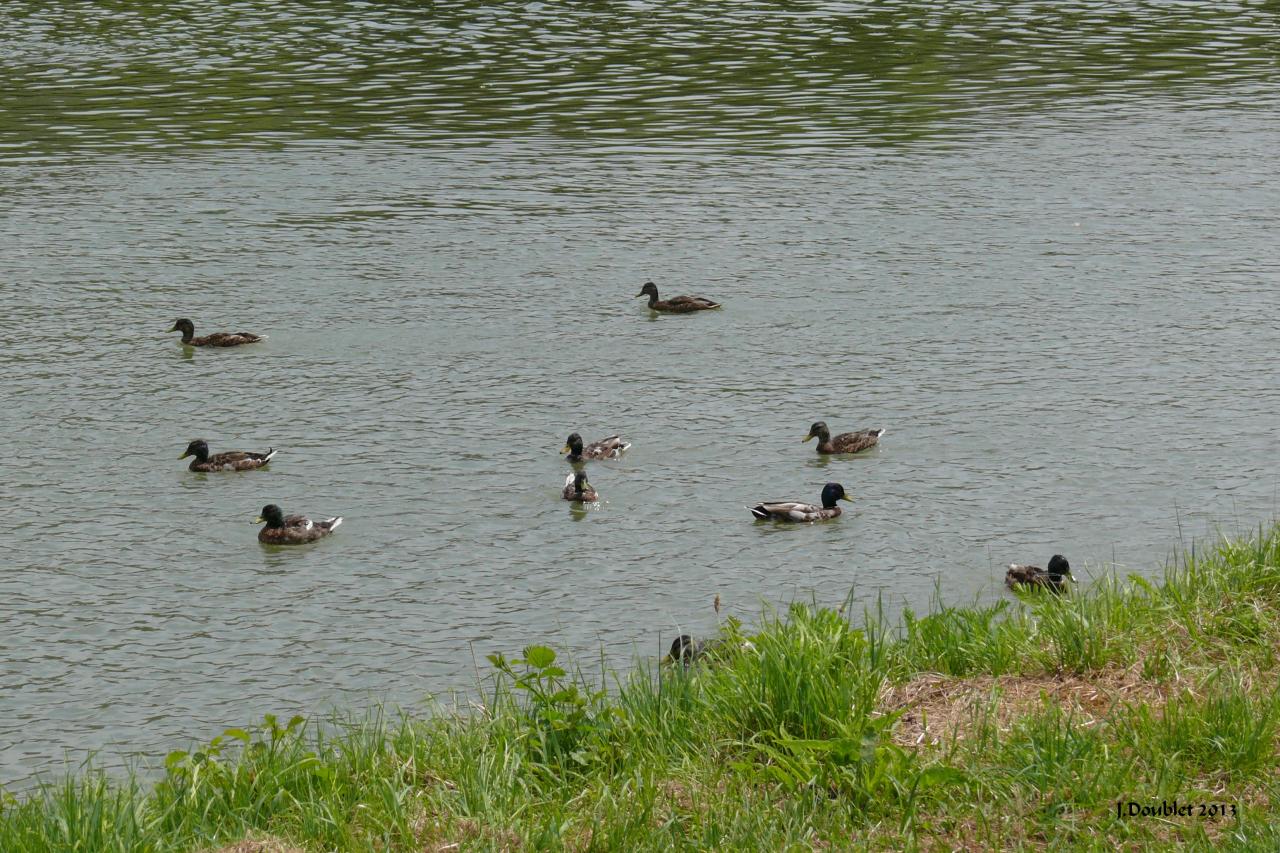 Soissons 13 juil 2013 (15)