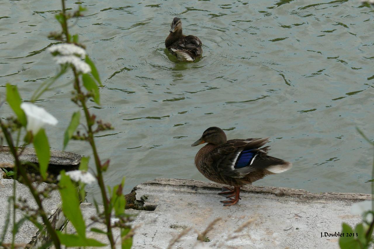 Soissons 13 juil 2013 (19)