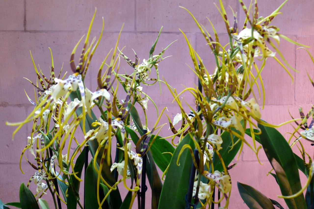 Urcel Fête de l'Orchidée 2014 (10)