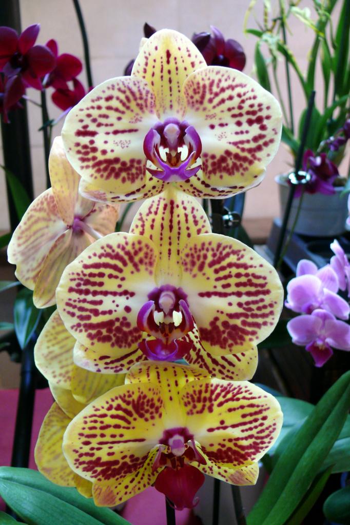 Urcel Fête de l'Orchidée 2014 (11)