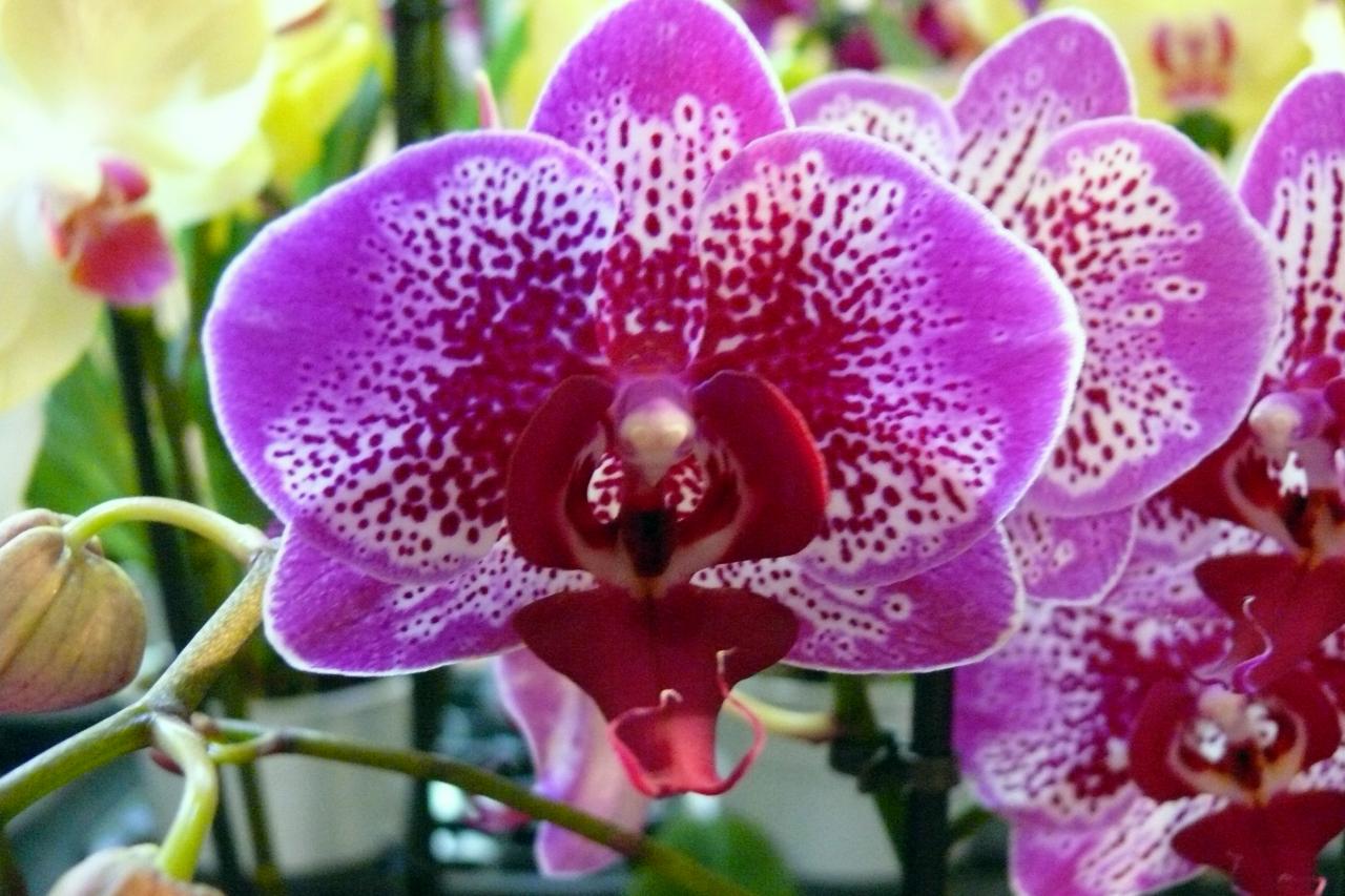 Urcel Fête de l'Orchidée 2014 (12)