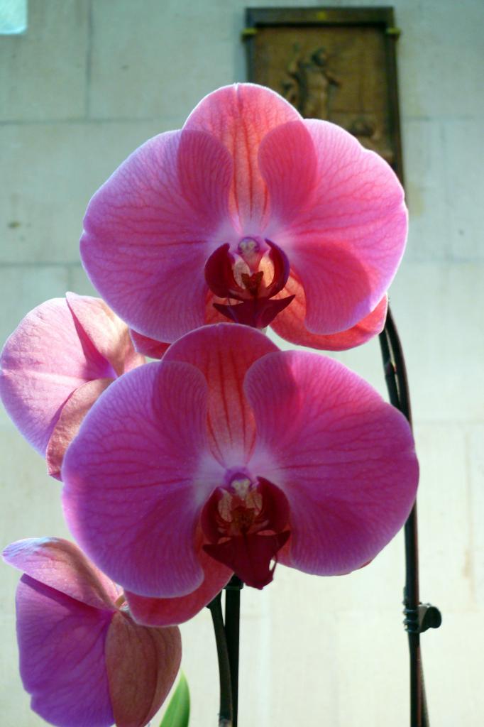 Urcel Fête de l'Orchidée 2014 (13)