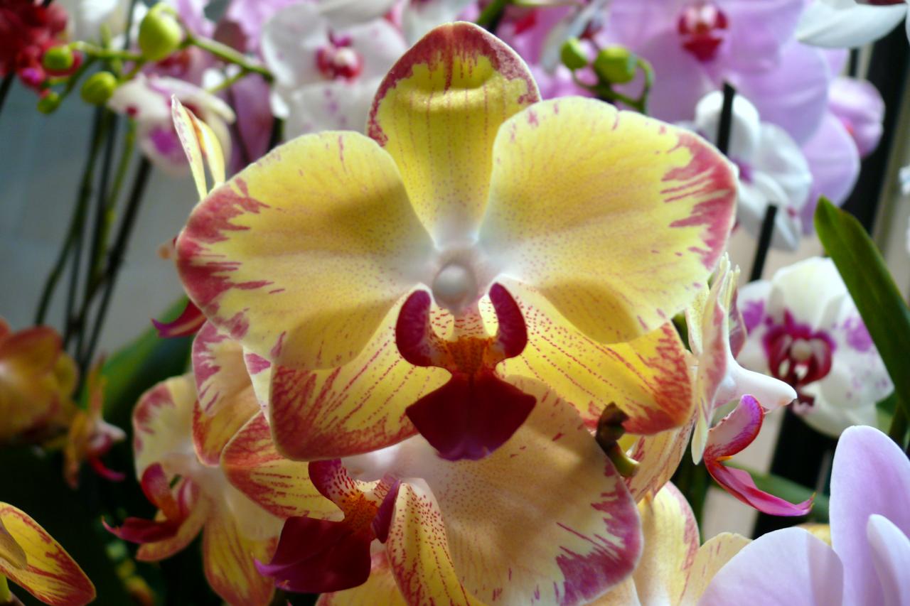 Urcel Fête de l'Orchidée 2014 (14)