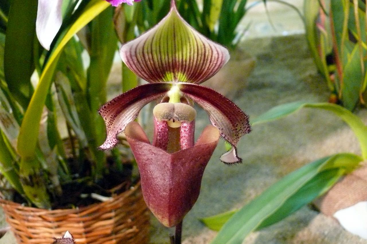 Urcel Fête de l'Orchidée 2014 (15)