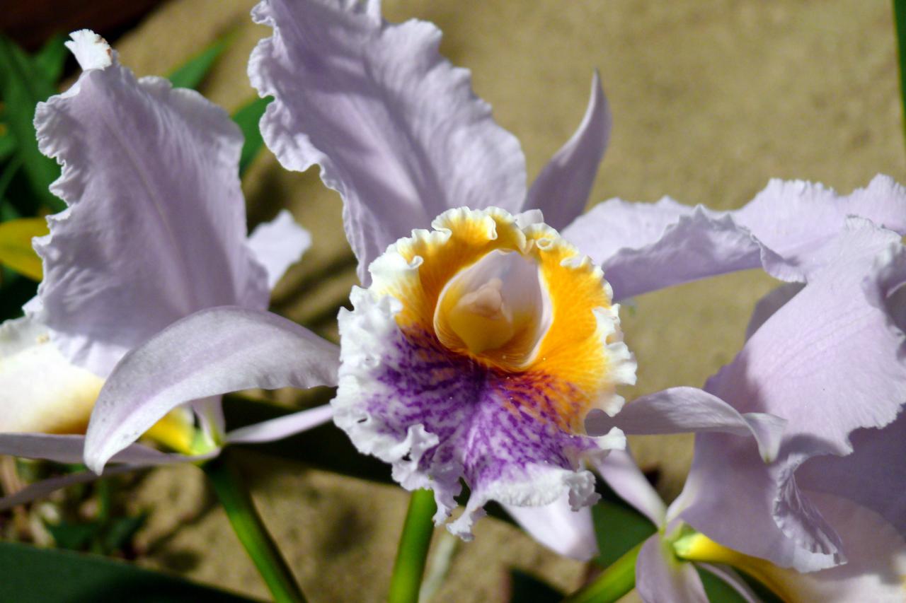 Urcel Fête de l'Orchidée 2014 (16)