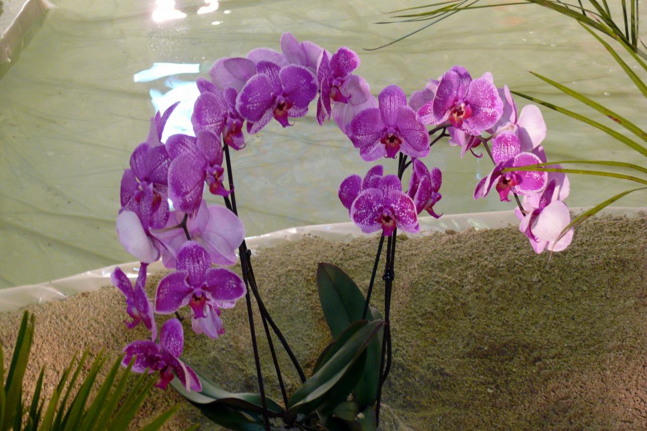 Urcel Fête de l'Orchidée 2014 (17)