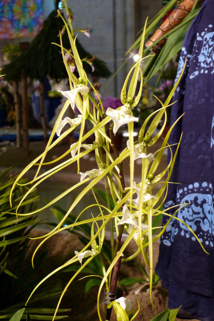 Urcel Fête de l'Orchidée 2014 (18)