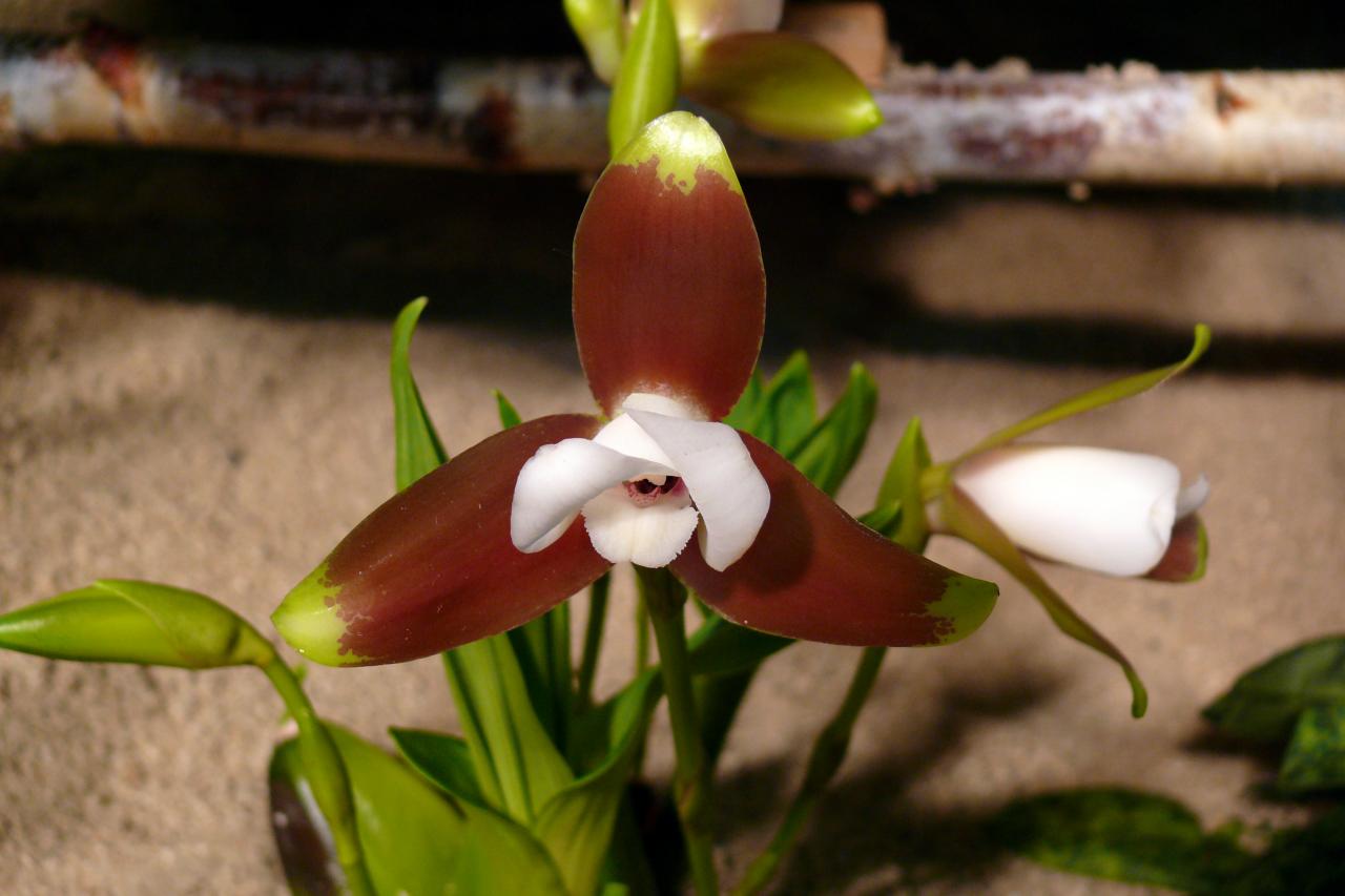 Urcel Fête de l'Orchidée 2014 (19)