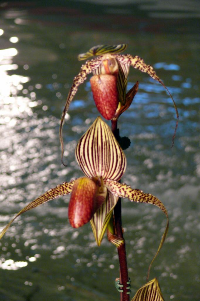 Urcel Fête de l'Orchidée 2014 (20)