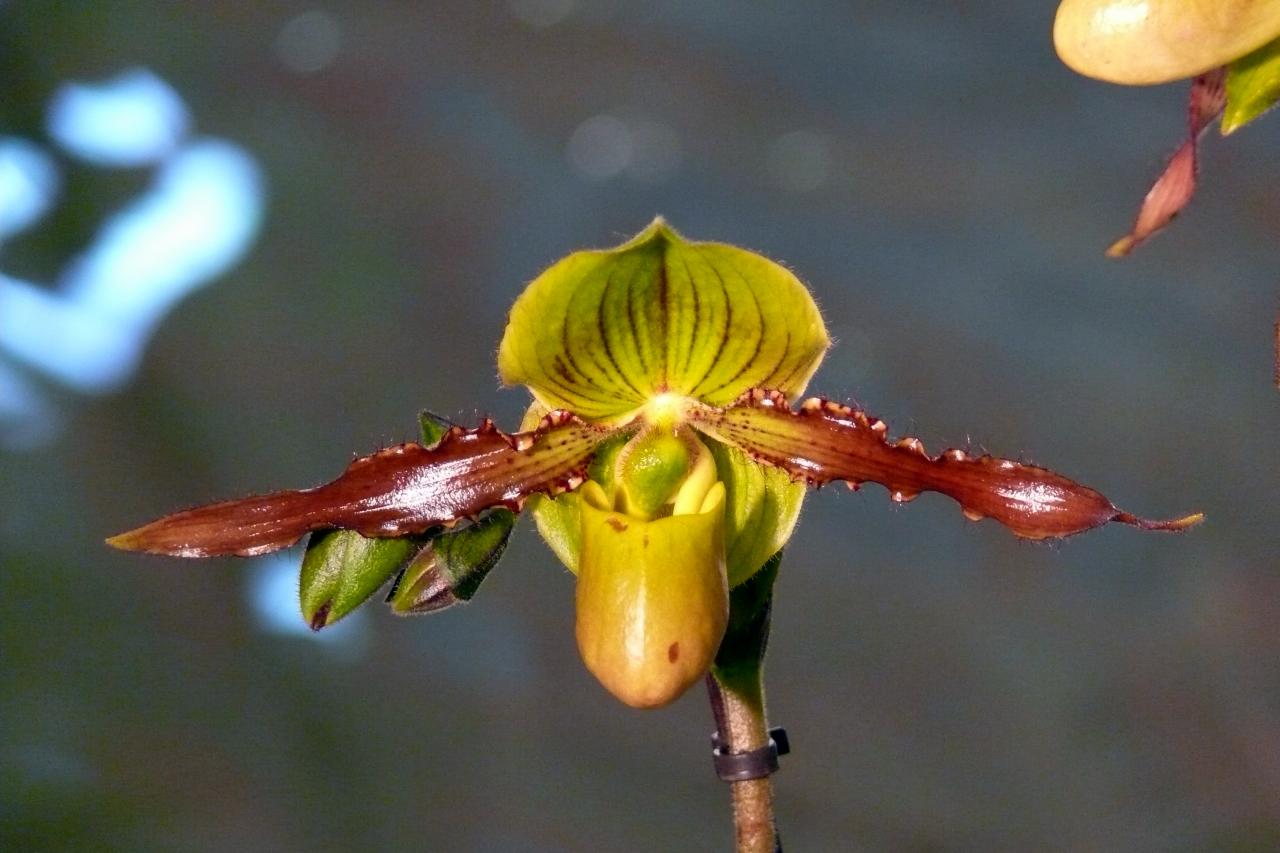 Urcel Fête de l'Orchidée 2014 (21)