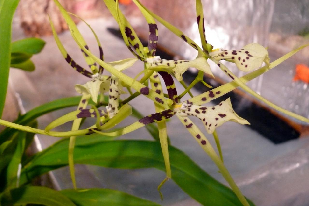 Urcel Fête de l'Orchidée 2014 (22)