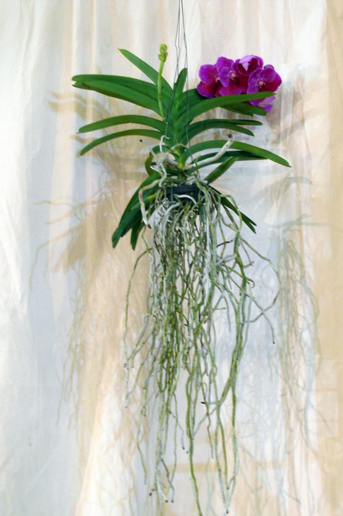 Urcel Fête de l'Orchidée 2014 (23)