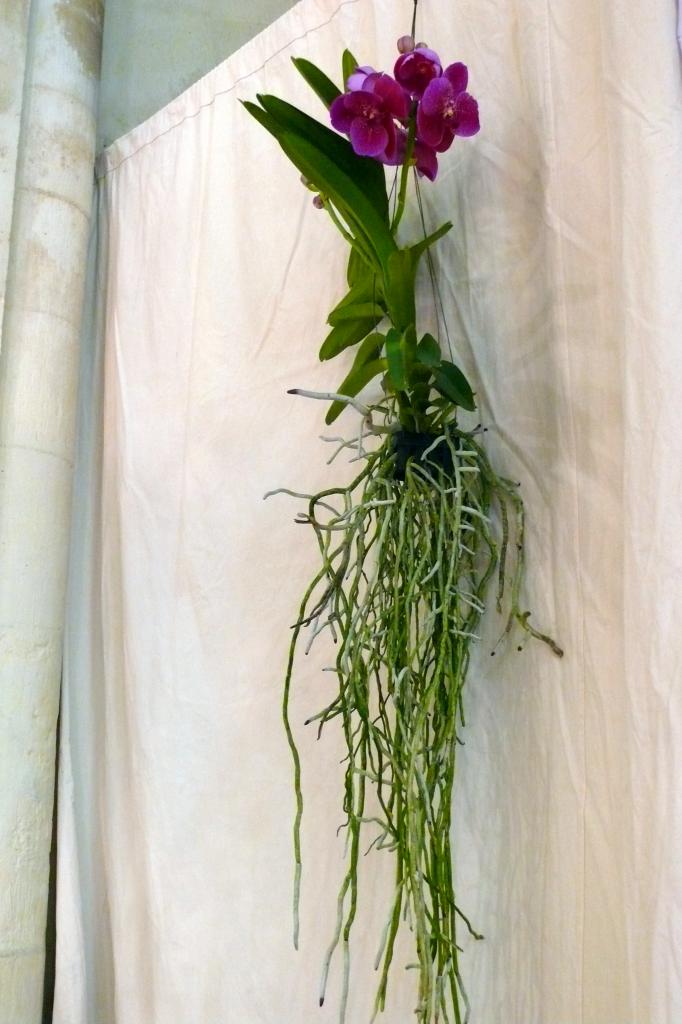 Urcel Fête de l'Orchidée 2014 (24)