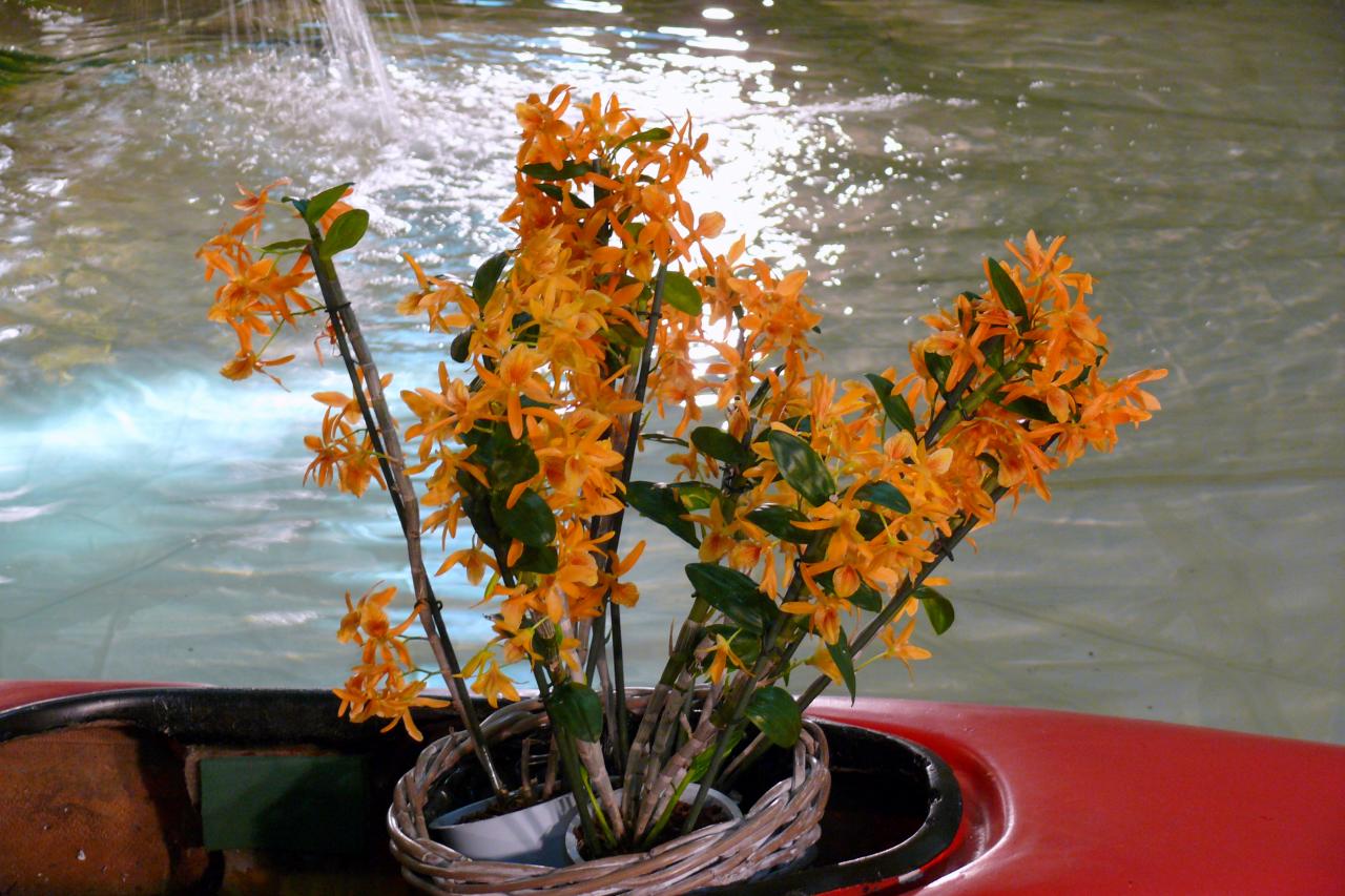 Urcel Fête de l'Orchidée 2014 (26)