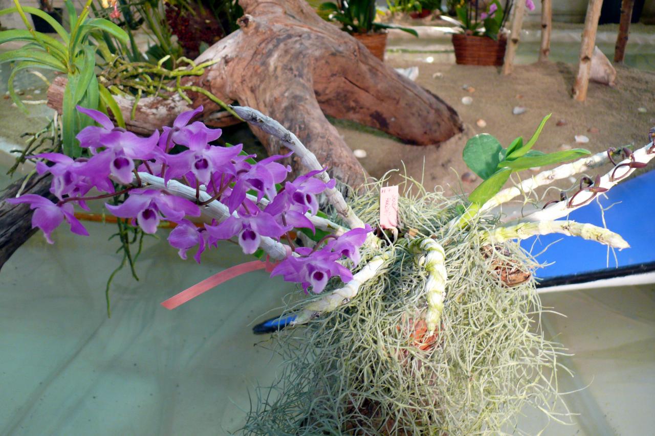 Urcel Fête de l'Orchidée 2014 (29)