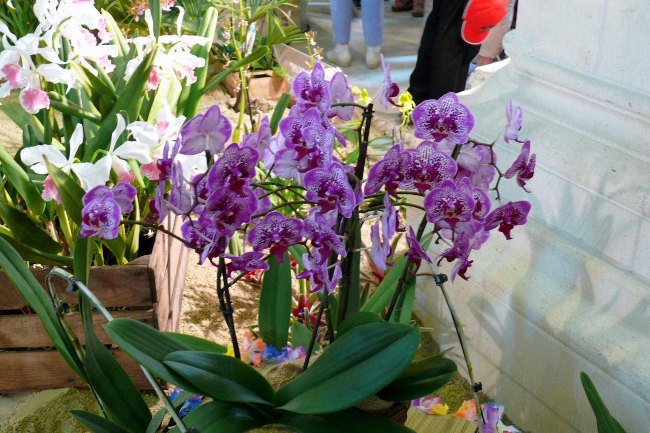 Urcel Fête de l'Orchidée 2014 (3)
