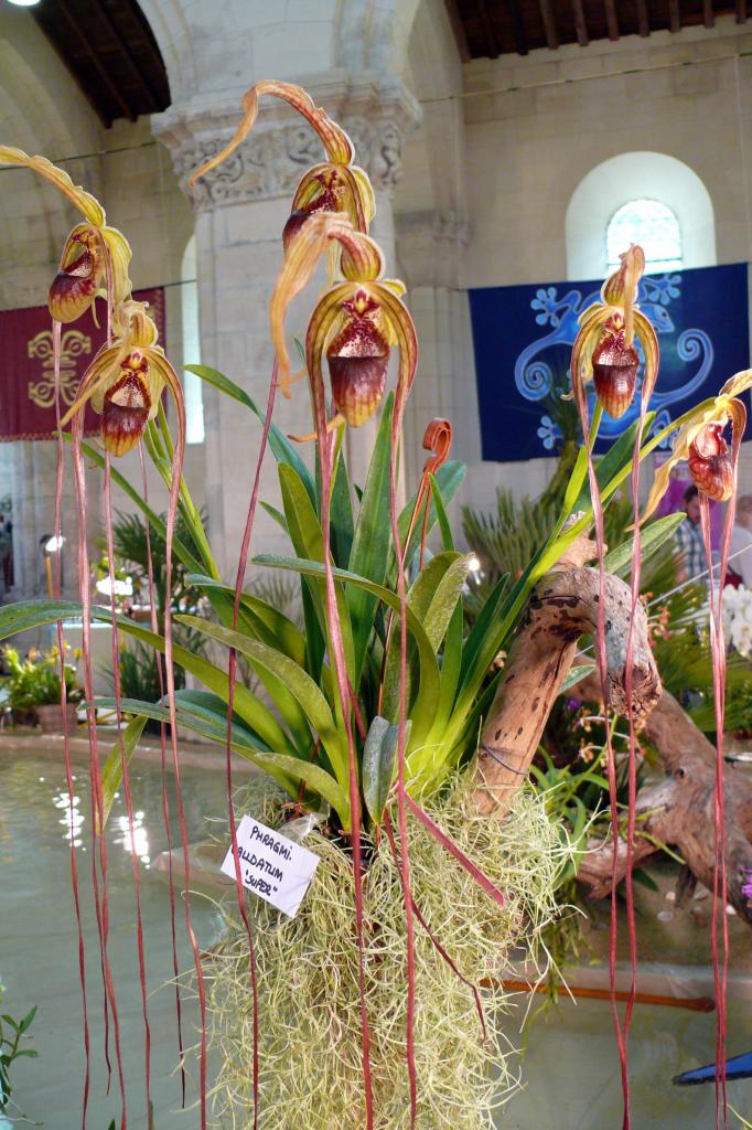 Urcel Fête de l'Orchidée 2014 (30)