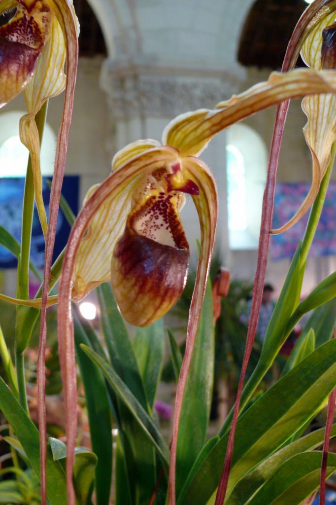 Urcel Fête de l'Orchidée 2014 (31)