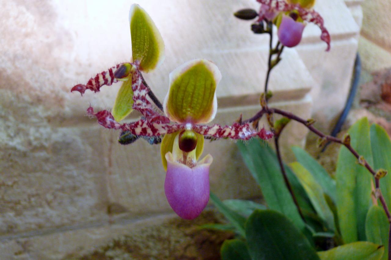 Urcel Fête de l'Orchidée 2014 (33)