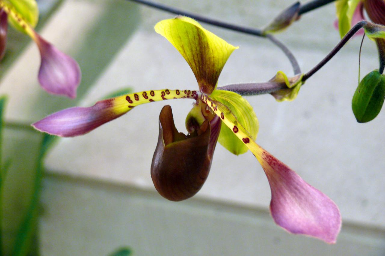 Urcel Fête de l'Orchidée 2014 (34)