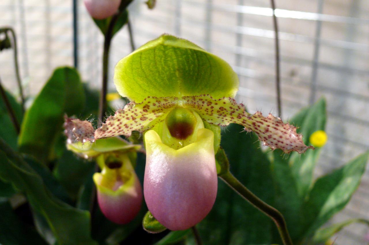 Urcel Fête de l'Orchidée 2014 (36)