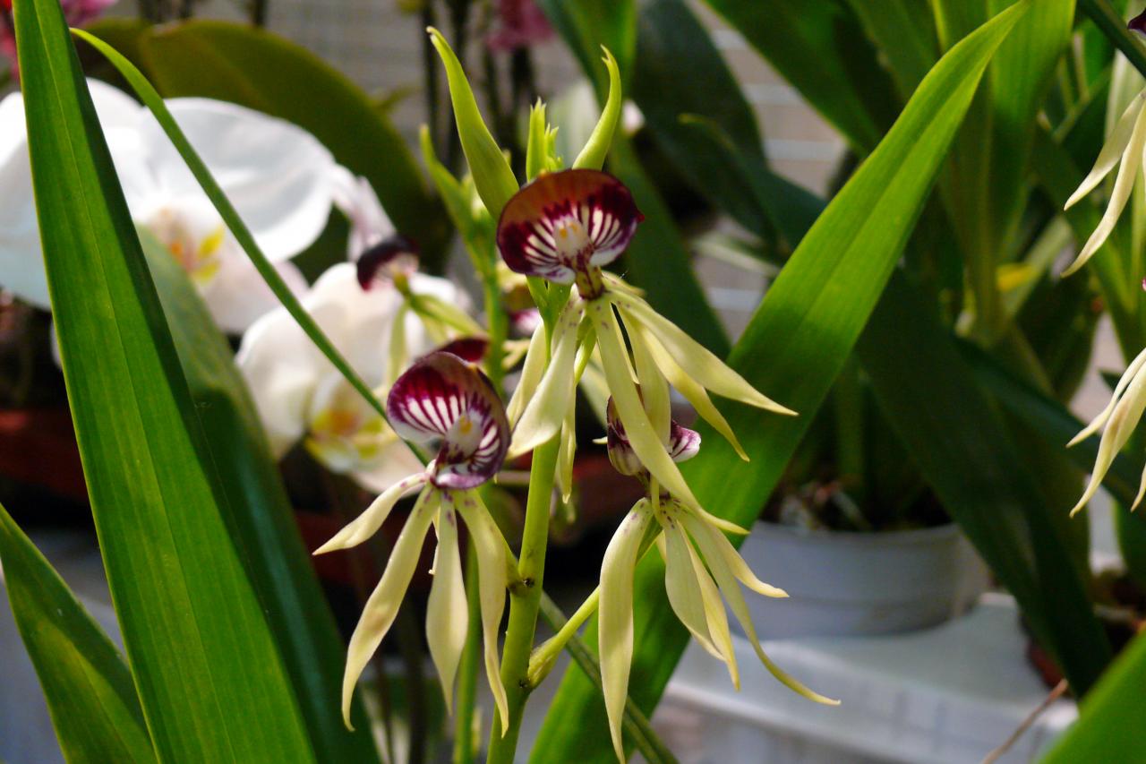 Urcel Fête de l'Orchidée 2014 (37)