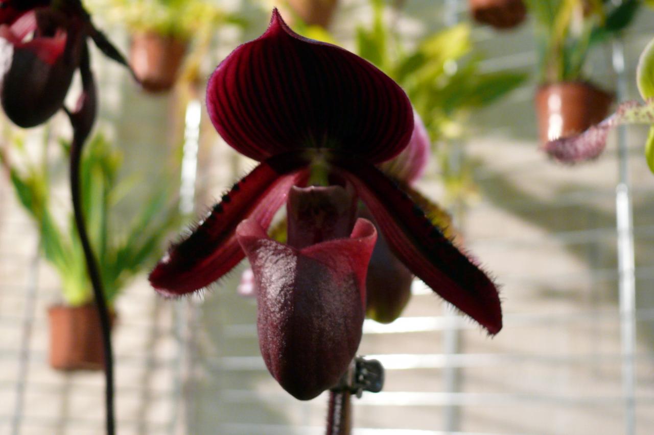 Urcel Fête de l'Orchidée 2014 (38)