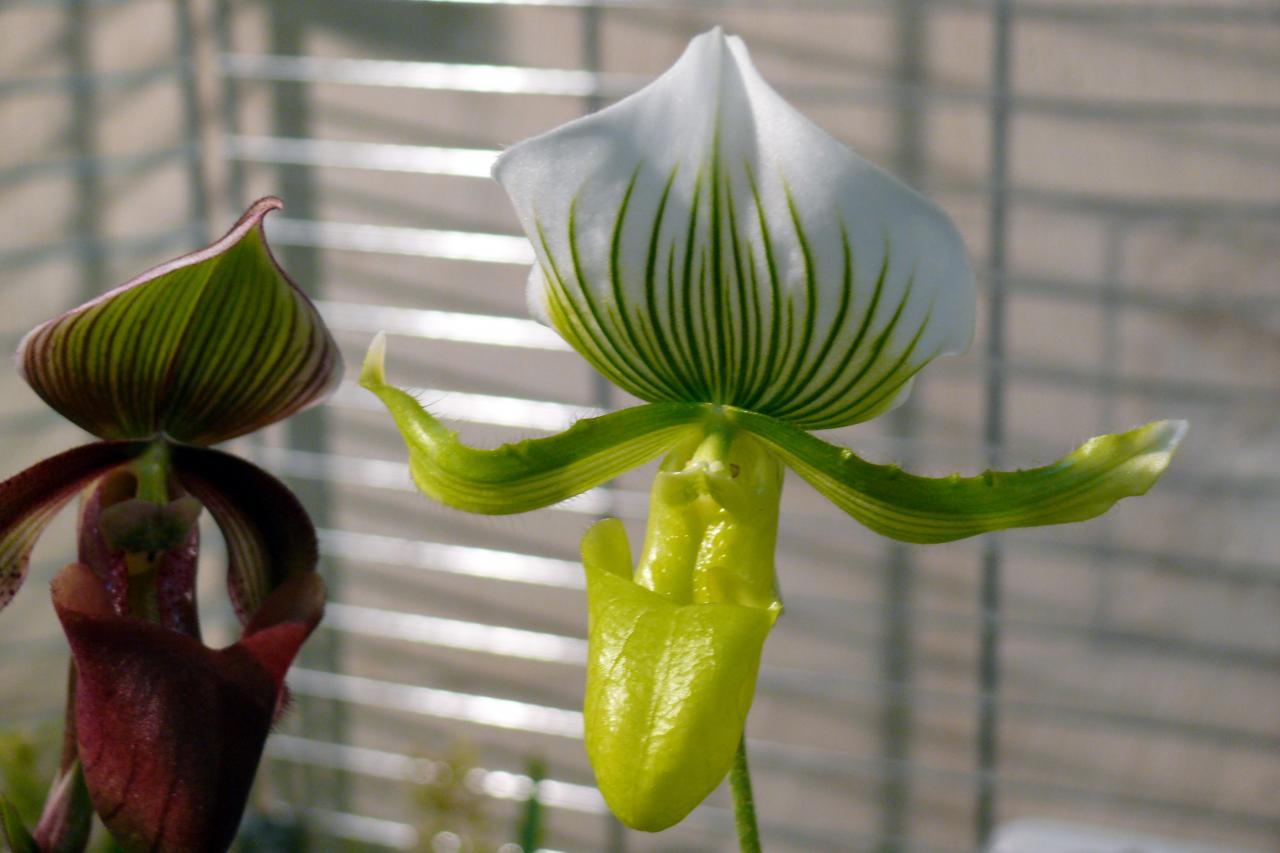 Urcel Fête de l'Orchidée 2014 (39)