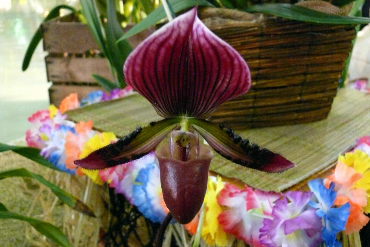 Urcel Fête de l'Orchidée 2014 (4)