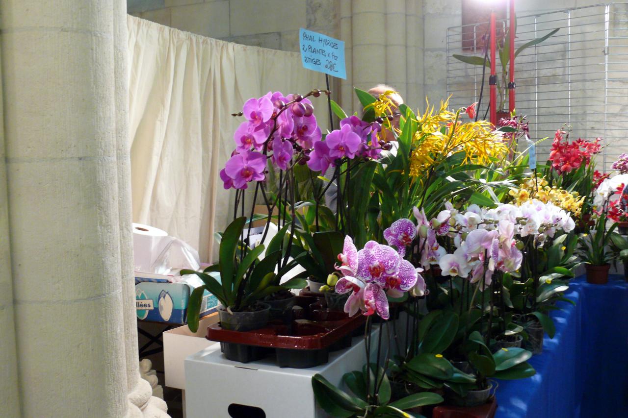 Urcel Fête de l'Orchidée 2014 (40)