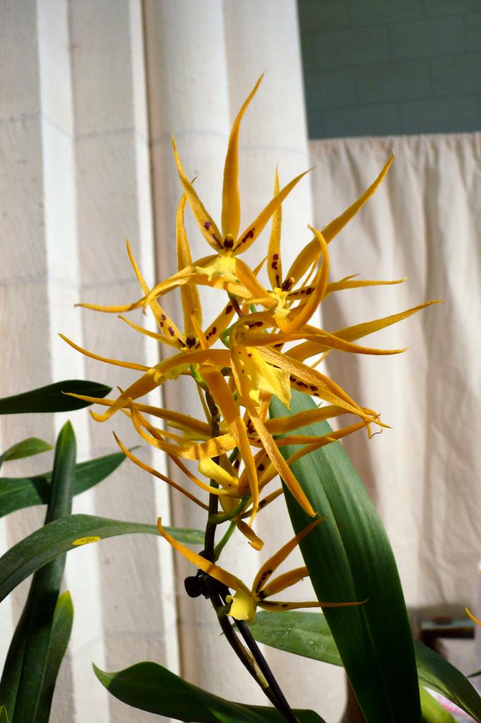 Urcel Fête de l'Orchidée 2014 (41)